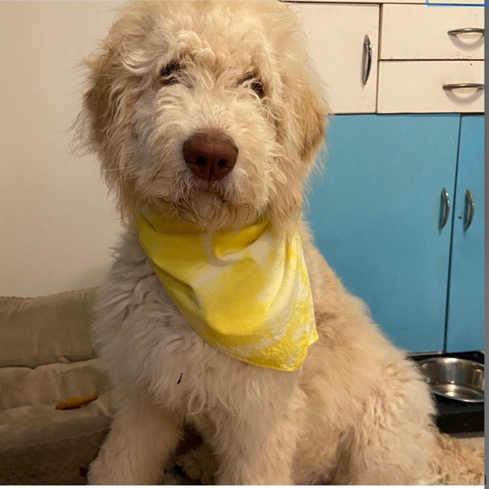 Yellow Tie Dye Cotton Dog Bandana Hair Scarf